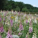 Digitalis et pavot